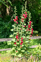 2025_6.25hollyhocks